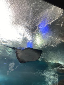 新江ノ島水族館に投稿された画像（2024/8/18）