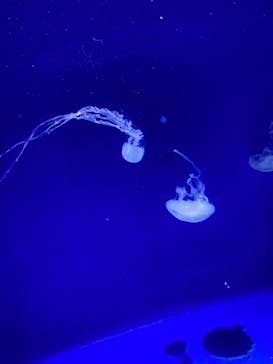 新江ノ島水族館に投稿された画像（2024/8/18）