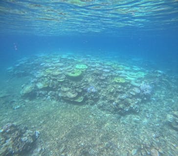 西表島 ADVENTURE PiPi（アドベンチャーピピ）に投稿された画像（2024/8/18）