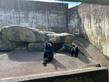 奥飛騨クマ牧場に投稿された画像（2024/8/18）