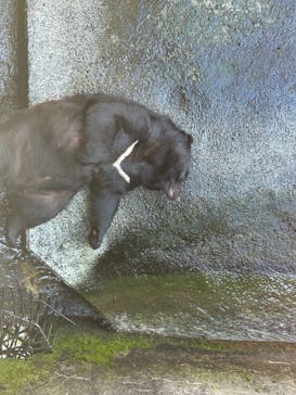 奥飛騨クマ牧場に投稿された画像（2024/8/18）