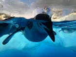 名古屋港水族館に投稿された画像（2024/8/18）