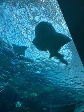 名古屋港水族館に投稿された画像（2024/8/18）