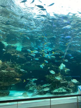 名古屋港水族館に投稿された画像（2024/8/18）