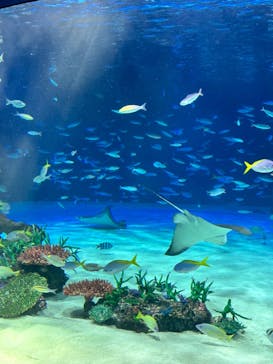 サンシャイン水族館に投稿された画像（2024/8/18）