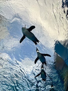 サンシャイン水族館に投稿された画像（2024/8/18）