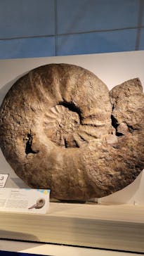 巨大恐竜展2024に投稿された画像（2024/8/18）