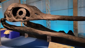 巨大恐竜展2024に投稿された画像（2024/8/18）