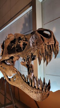 巨大恐竜展2024に投稿された画像（2024/8/18）