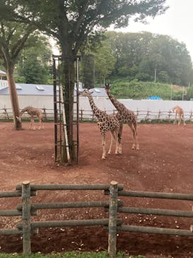 多摩動物公園に投稿された画像（2024/8/18）