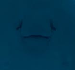 沖縄美ら海水族館に投稿された画像（2024/8/18）