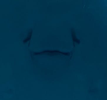 沖縄美ら海水族館に投稿された画像（2024/8/18）