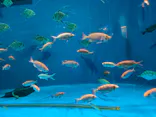 仙台うみの杜水族館に投稿された画像（2024/8/18）