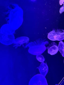 マリンワールド海の中道に投稿された画像（2024/8/18）