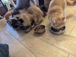 猫カフェモカ　池袋本店に投稿された画像（2024/8/18）