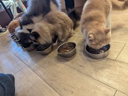 猫カフェモカ　池袋本店に投稿された画像（2024/8/18）
