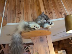 猫カフェモカ　池袋本店に投稿された画像（2024/8/18）