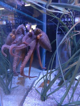 竹島水族館に投稿された画像（2024/8/18）