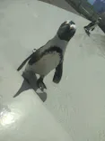 仙台うみの杜水族館に投稿された画像（2024/8/18）