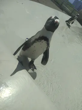 仙台うみの杜水族館に投稿された画像（2024/8/18）