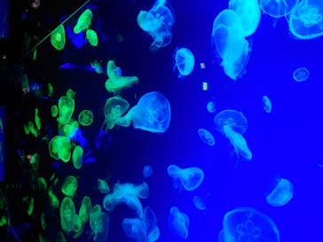 名古屋港水族館に投稿された画像（2024/8/18）