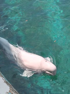 横浜・八景島シーパラダイスに投稿された画像（2024/8/18）