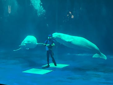サンシャイン水族館に投稿された画像（2024/8/18）