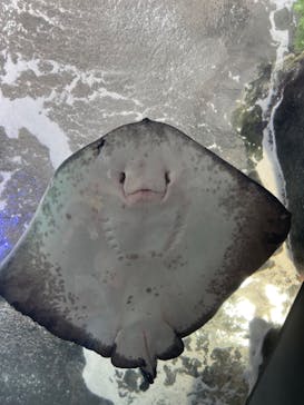 新江ノ島水族館に投稿された画像（2024/8/18）