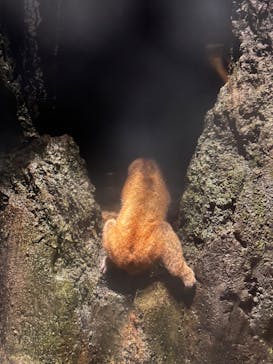 恩賜上野動物園に投稿された画像（2024/8/18）