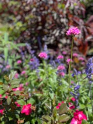 蓼科高原 バラクラ イングリッシュ ガーデンに投稿された画像（2024/8/18）