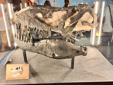 福井県立恐竜博物館に投稿された画像（2024/8/18）