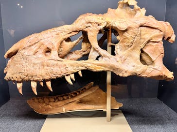 福井県立恐竜博物館に投稿された画像（2024/8/18）