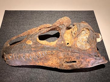 福井県立恐竜博物館に投稿された画像（2024/8/18）