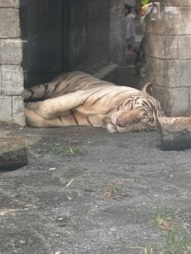 東武動物公園に投稿された画像（2024/8/18）