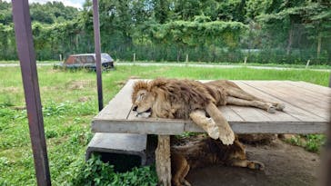 那須サファリパークに投稿された画像（2024/8/18）