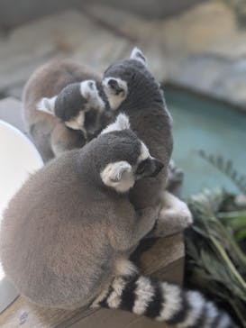 NIFREL（ニフレル）に投稿された画像（2024/8/18）