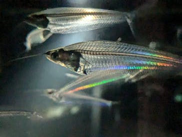 NIFREL（ニフレル）に投稿された画像（2024/8/18）