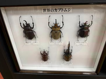 JOYPOLIS 特別イベントスペースに投稿された画像（2024/8/18）