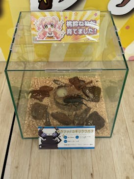 JOYPOLIS 特別イベントスペースに投稿された画像（2024/8/18）