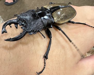 JOYPOLIS 特別イベントスペースに投稿された画像（2024/8/18）