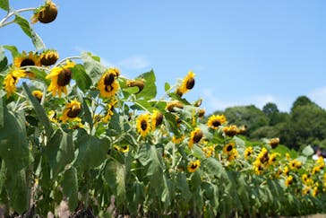 やまぐちフラワーランドに投稿された画像（2024/8/18）