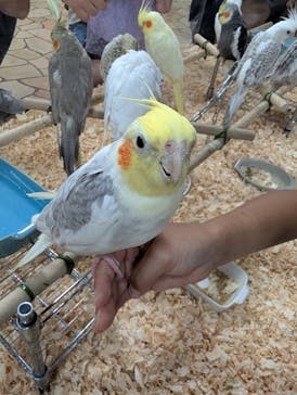 いきもの探検隊上尾に投稿された画像（2024/8/18）