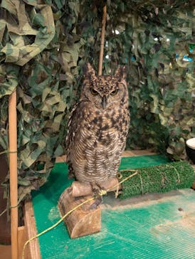 いきもの探検隊上尾に投稿された画像（2024/8/18）