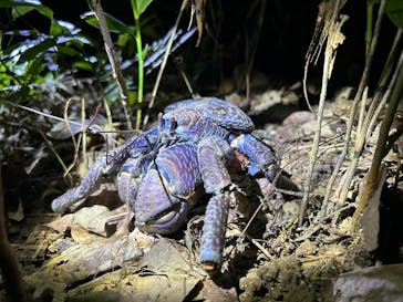 西表島 ADVENTURE PiPi（アドベンチャーピピ）に投稿された画像（2024/8/18）