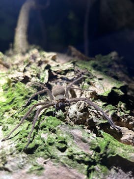 西表島 ADVENTURE PiPi（アドベンチャーピピ）に投稿された画像（2024/8/18）