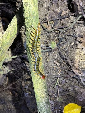 西表島 ADVENTURE PiPi（アドベンチャーピピ）に投稿された画像（2024/8/18）