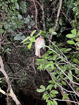 西表島 ADVENTURE PiPi（アドベンチャーピピ）に投稿された画像（2024/8/18）