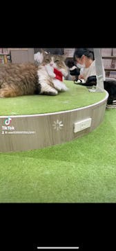 猫カフェモカ　アルシェ大宮店に投稿された画像（2024/8/18）