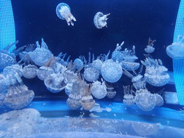 しながわ水族館に投稿された画像（2024/8/18）