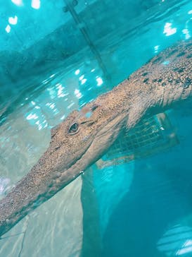 NIFREL（ニフレル）に投稿された画像（2024/8/18）